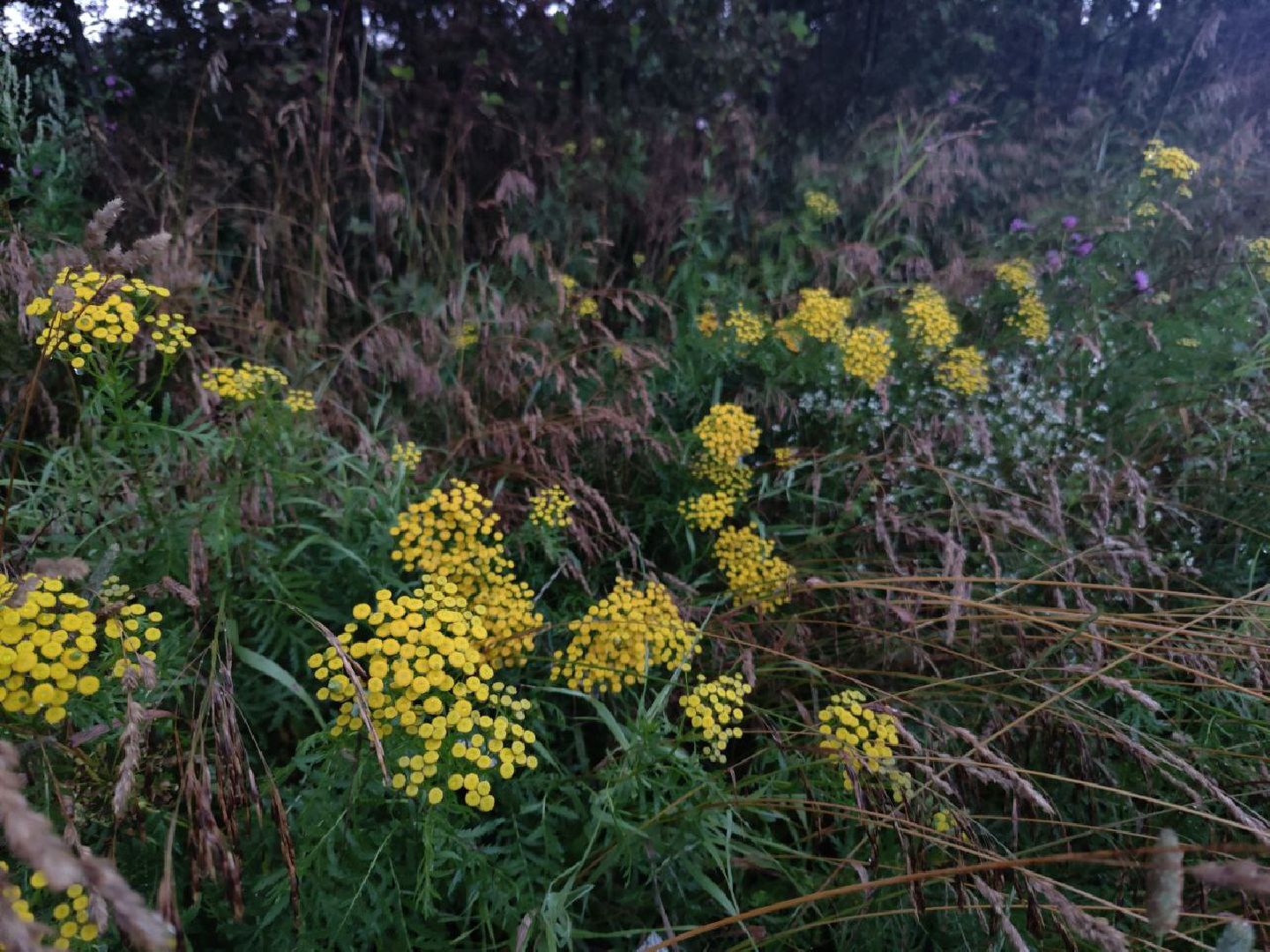 Нахабино, цветы, букет