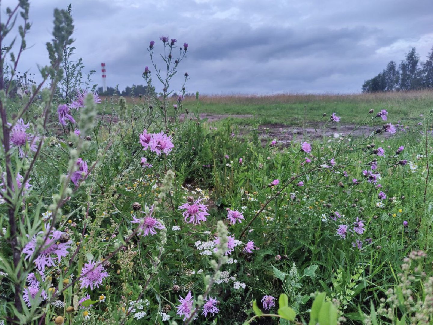 Нахабино, цветы, букет