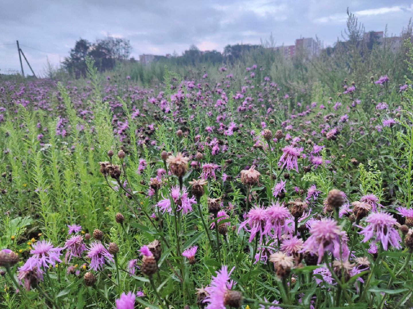 Нахабино, цветы, букет