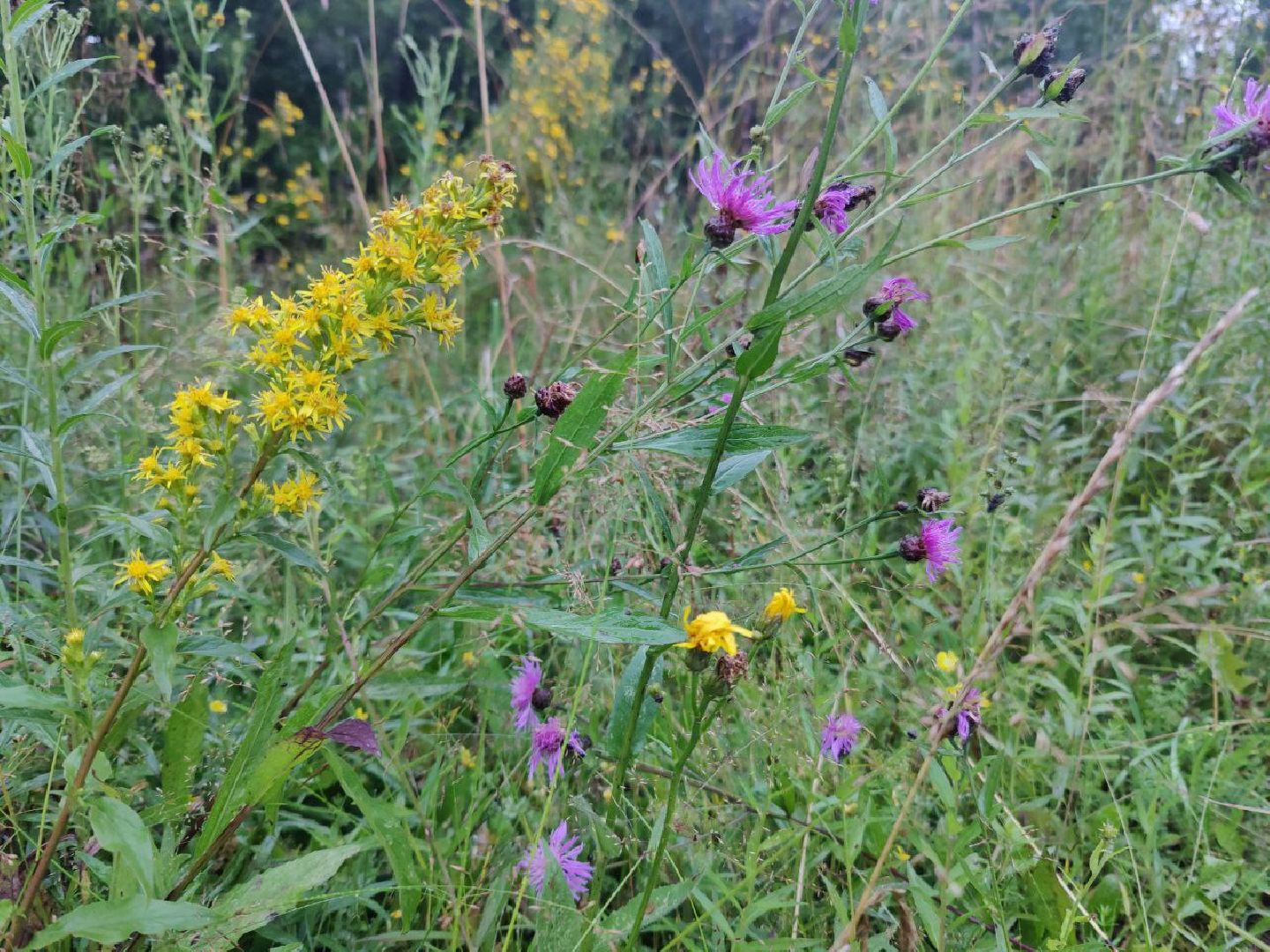 Нахабино, цветы, букет