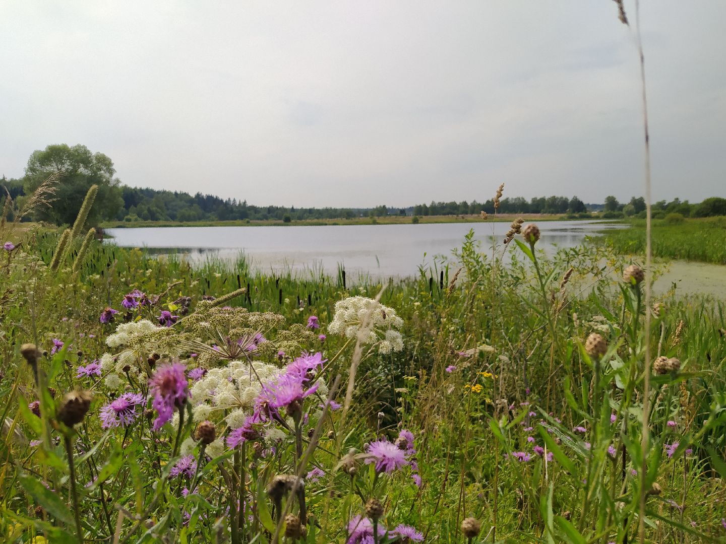 Нахабино, Красногорск, отдых, пруд