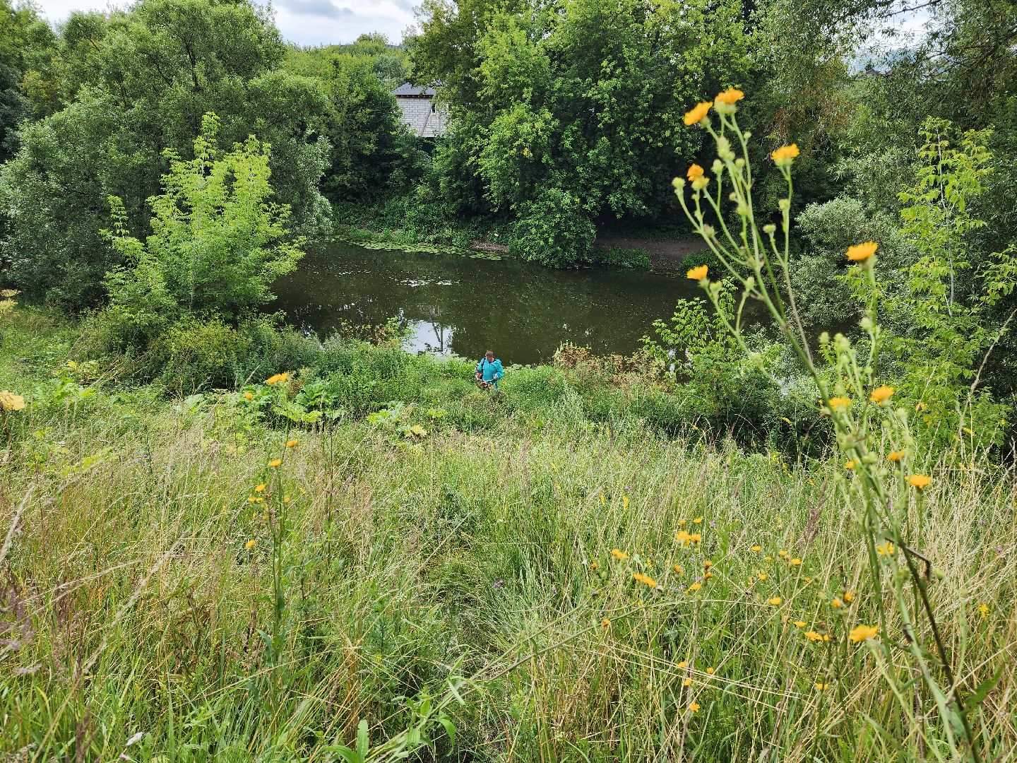 Подольск, борщевик, борьба с сорняком, отработка обращений