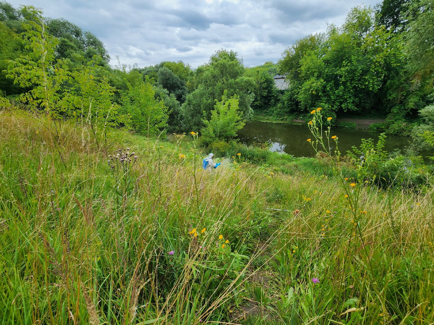 Подольск, борщевик, борьба с сорняком, отработка обращений