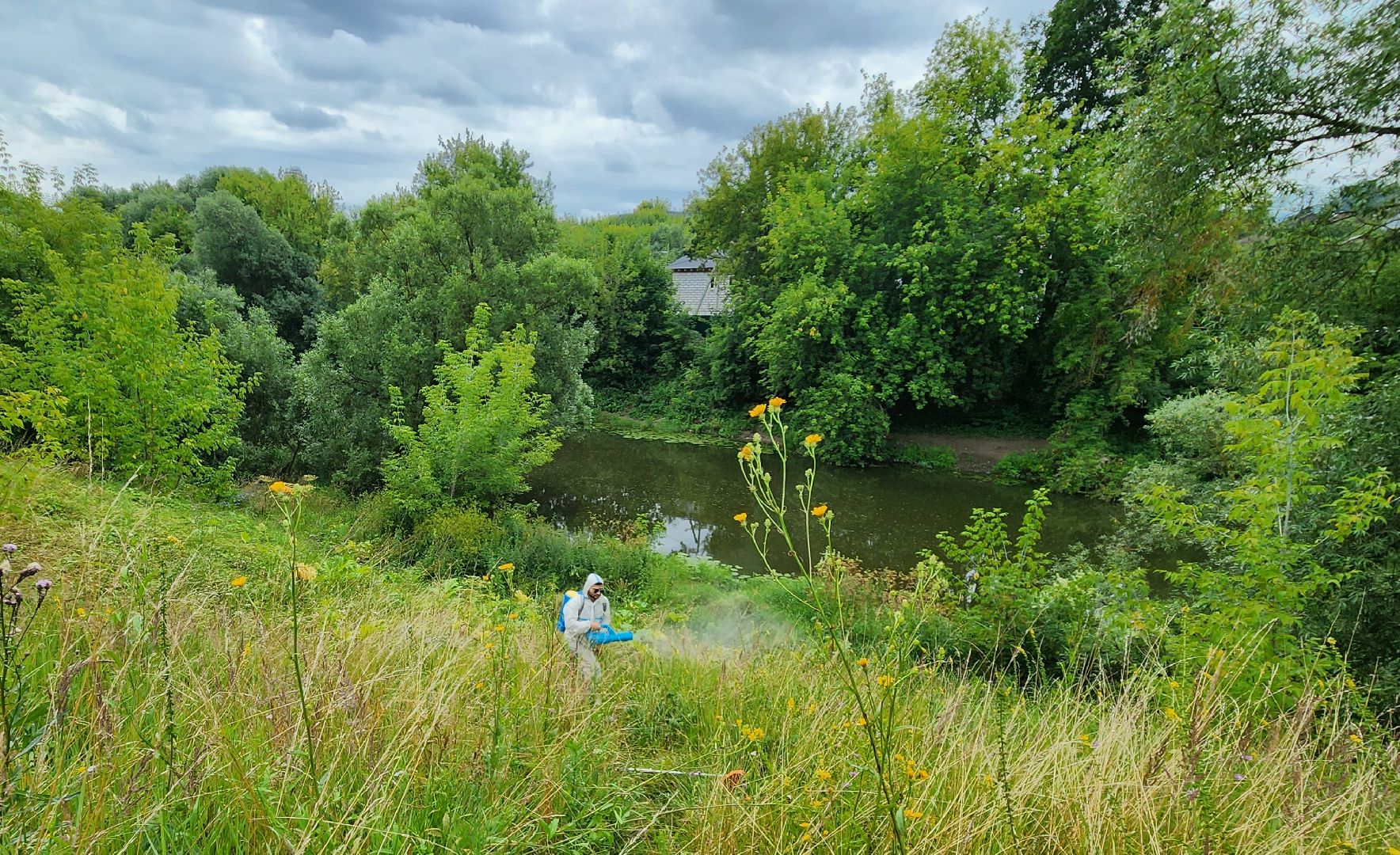 Подольск, борщевик, борьба с сорняком, отработка обращений