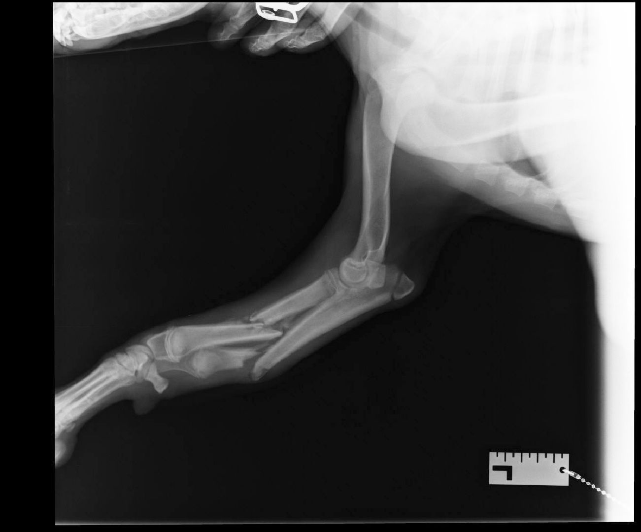 Домодедово, спасение животных, доброе дело, спасти Джека, история жителя, сломанные лапы, брошенный пес