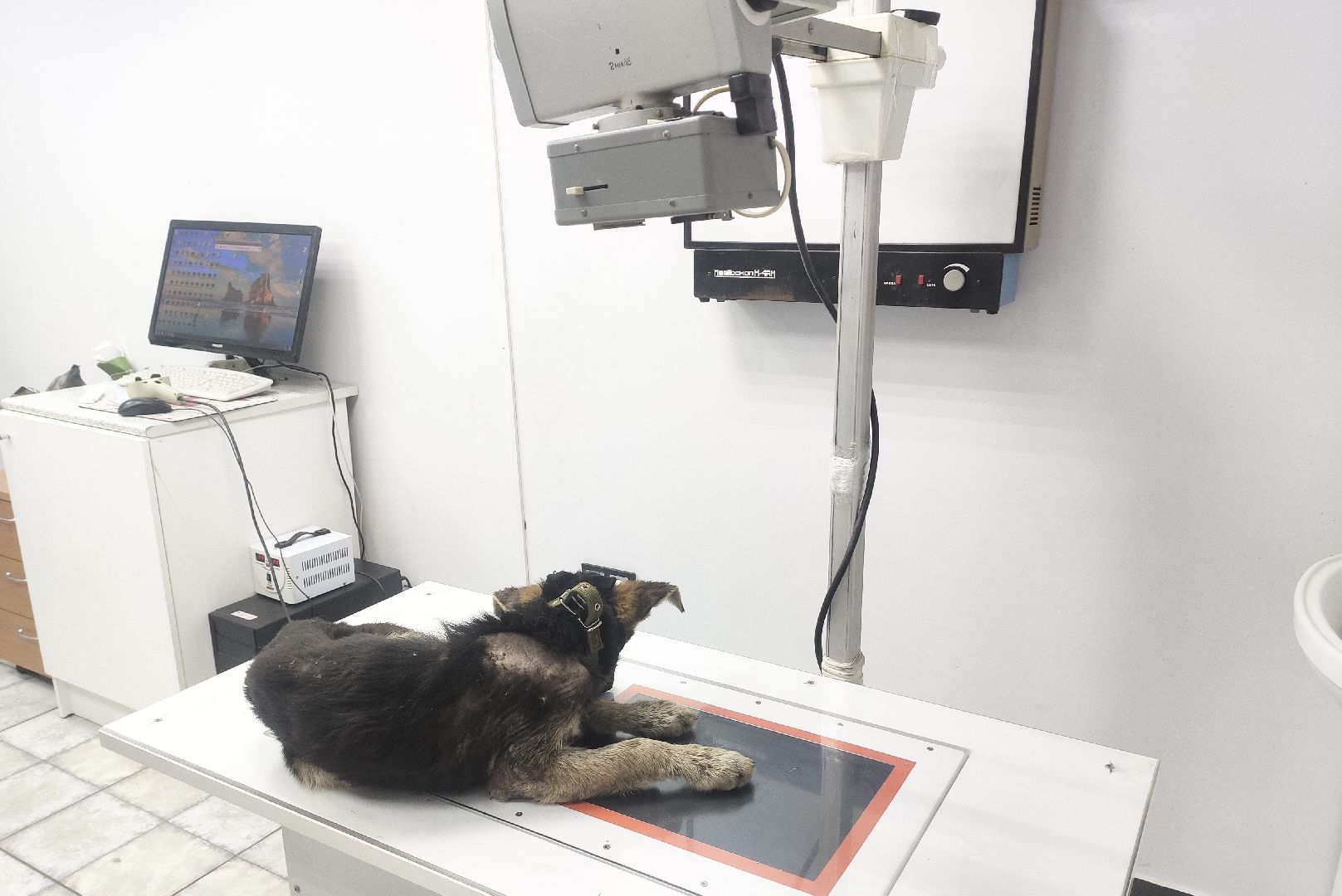 Домодедово, спасение животных, доброе дело, спасти Джека, история жителя, сломанные лапы, брошенный пес