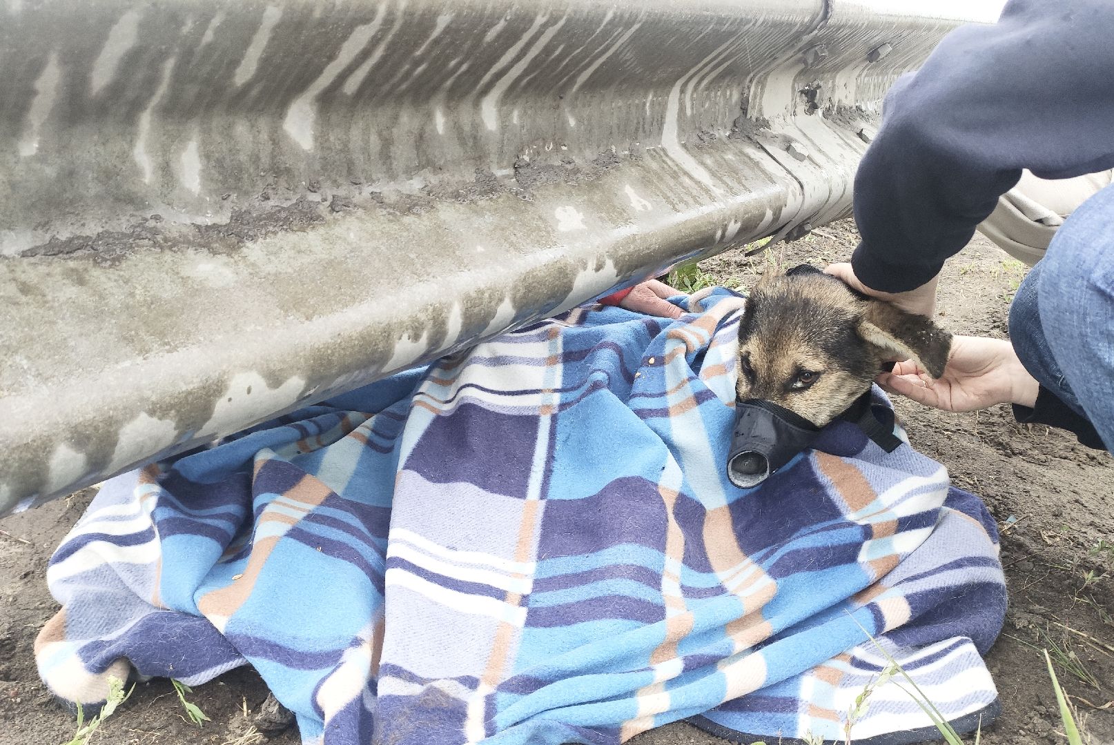 Домодедово, спасение животных, доброе дело, спасти Джека, история жителя, сломанные лапы, брошенный пес