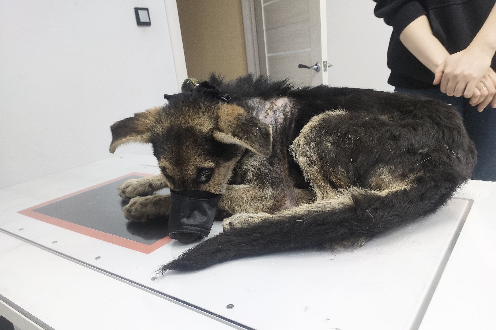 Домодедово, спасение животных, доброе дело, спасти Джека, история жителя, сломанные лапы, брошенный пес