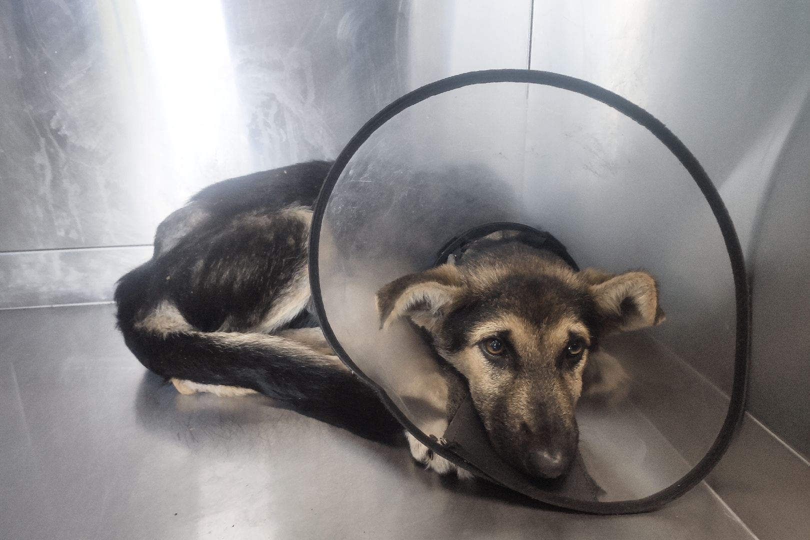 Домодедово, спасение животных, доброе дело, спасти Джека, история жителя, сломанные лапы, брошенный пес