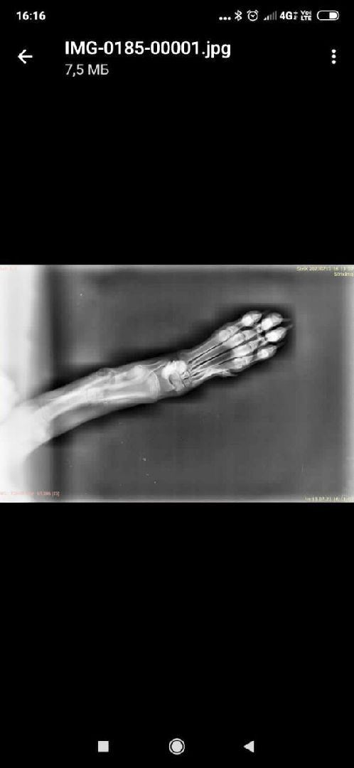 Домодедово, спасение животных, доброе дело, спасти Джека, история жителя, сломанные лапы, брошенный пес