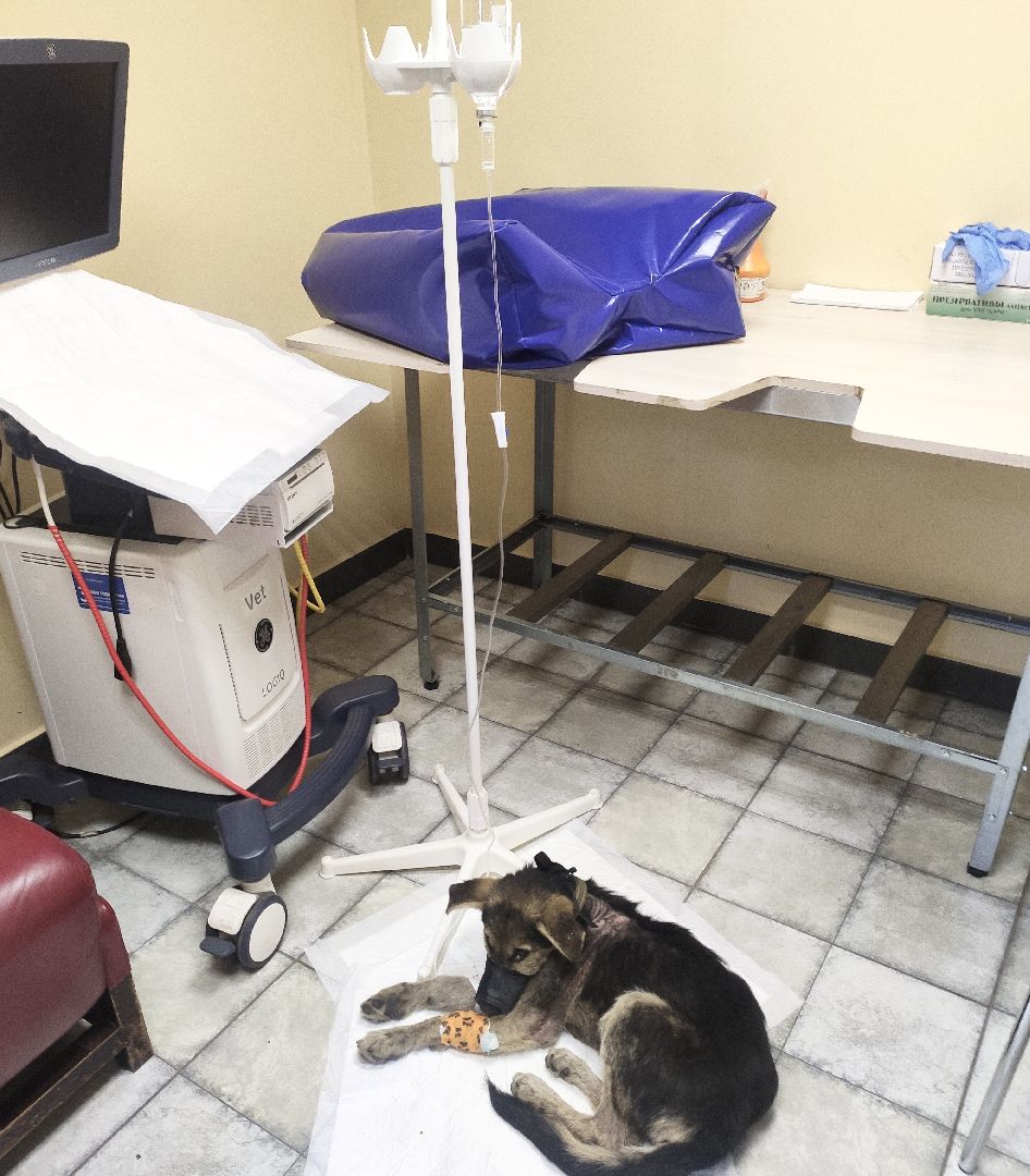 Домодедово, спасение животных, доброе дело, спасти Джека, история жителя, сломанные лапы, брошенный пес