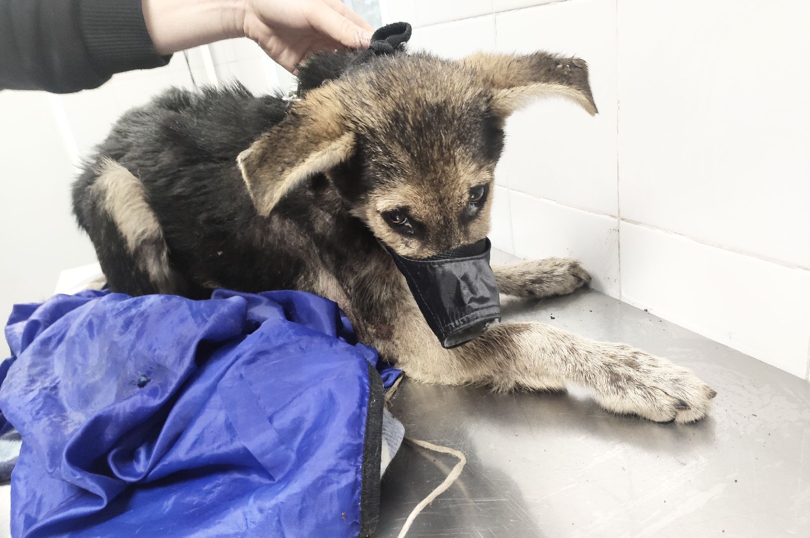 Домодедово, спасение животных, доброе дело, спасти Джека, история жителя, сломанные лапы, брошенный пес