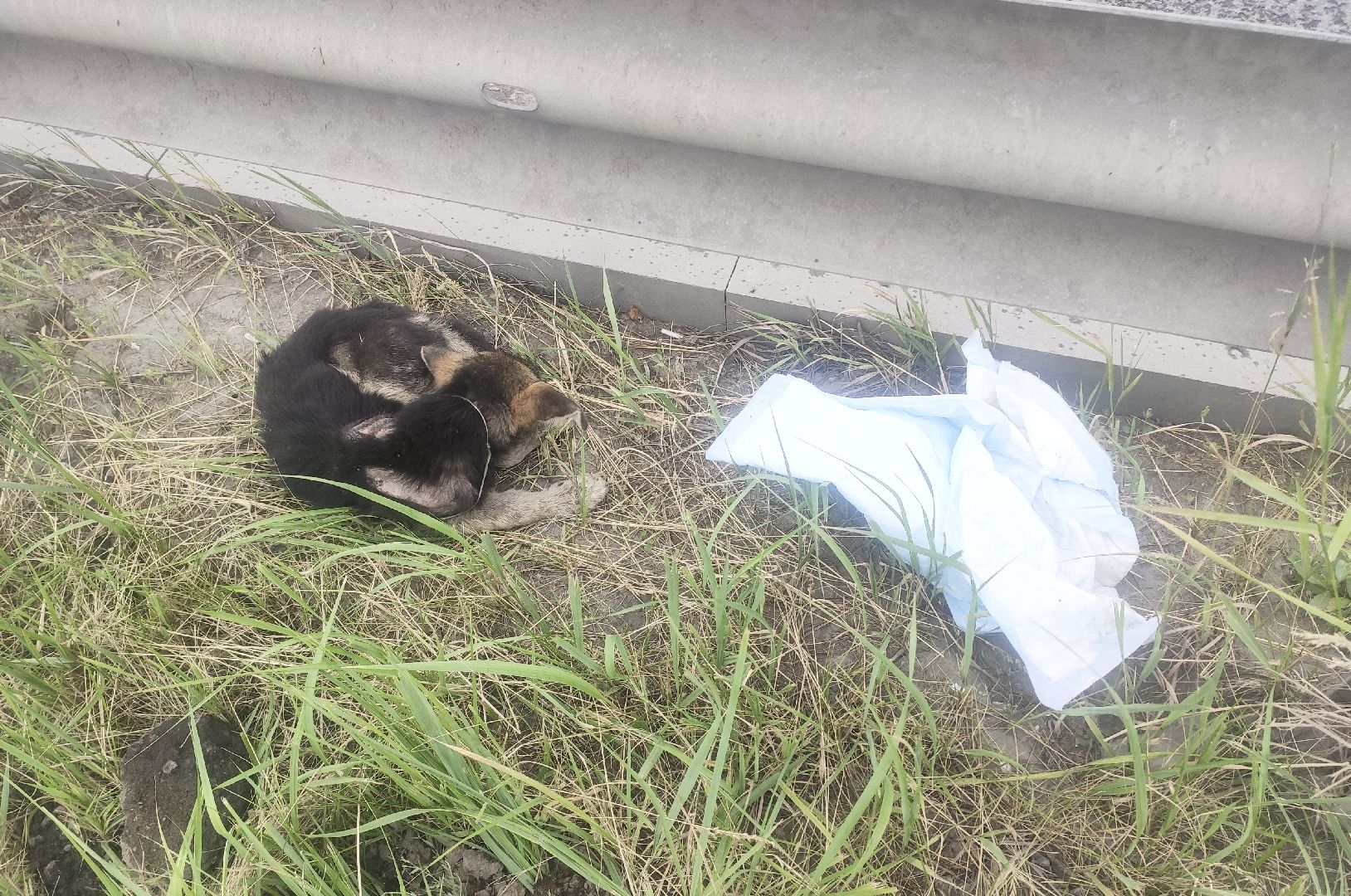 Домодедово, спасение животных, доброе дело, спасти Джека, история жителя, сломанные лапы, брошенный пес