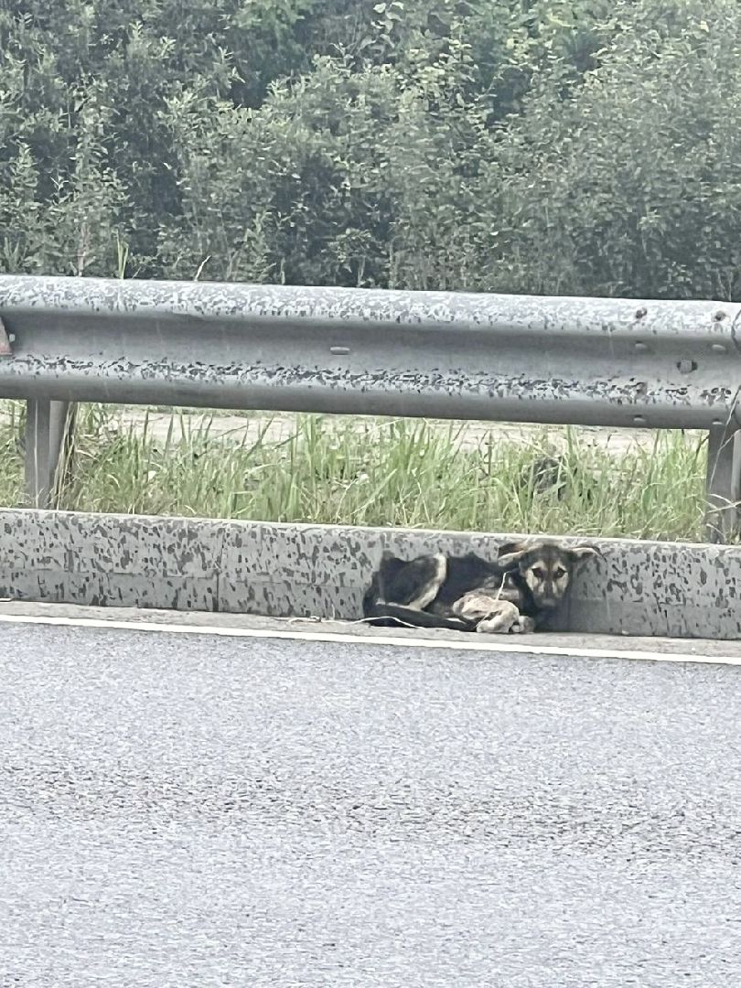 Домодедово, спасение животных, доброе дело, спасти Джека, история жителя, сломанные лапы, брошенный пес