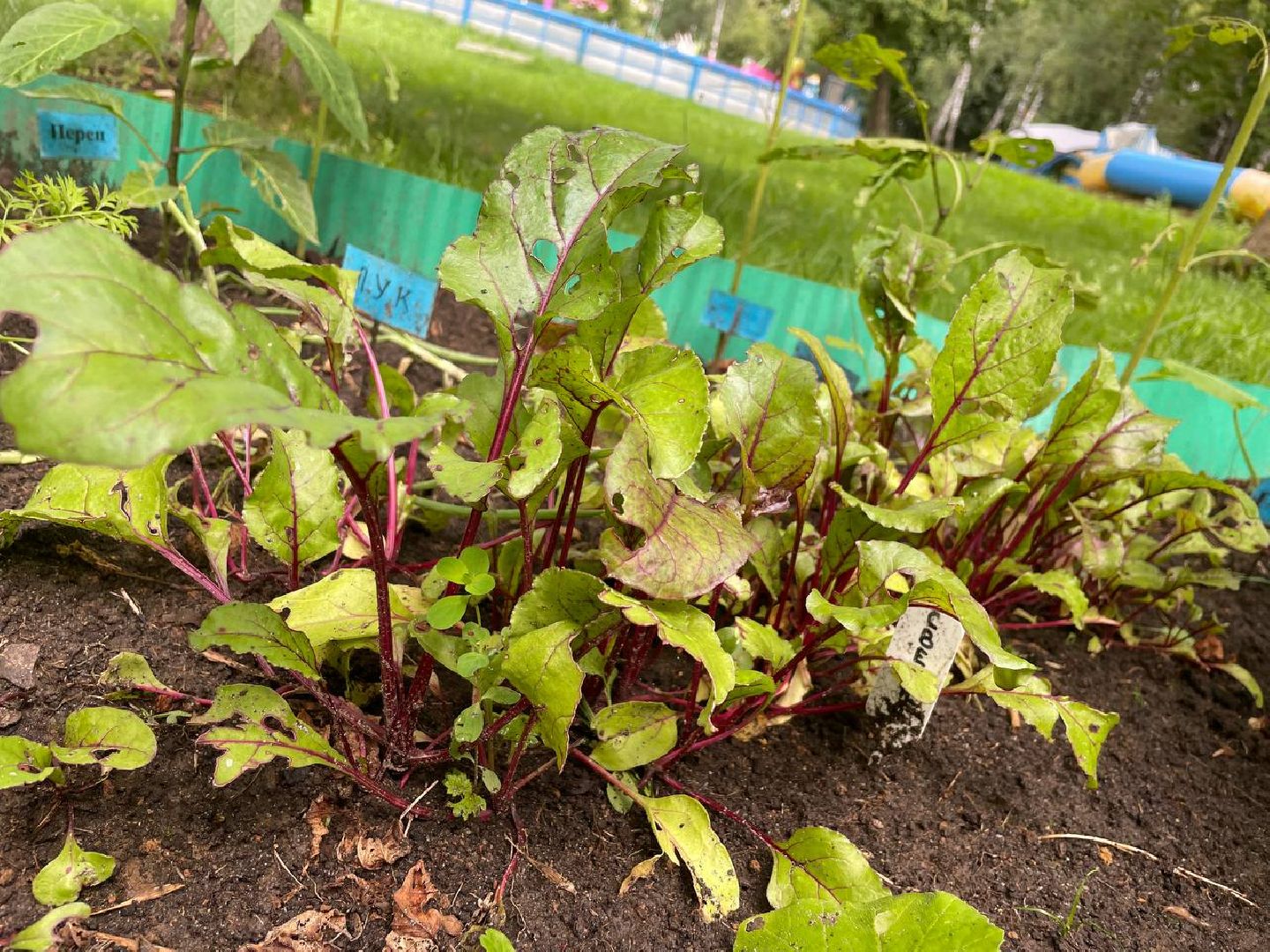 лыткарино, огород, первые плоды