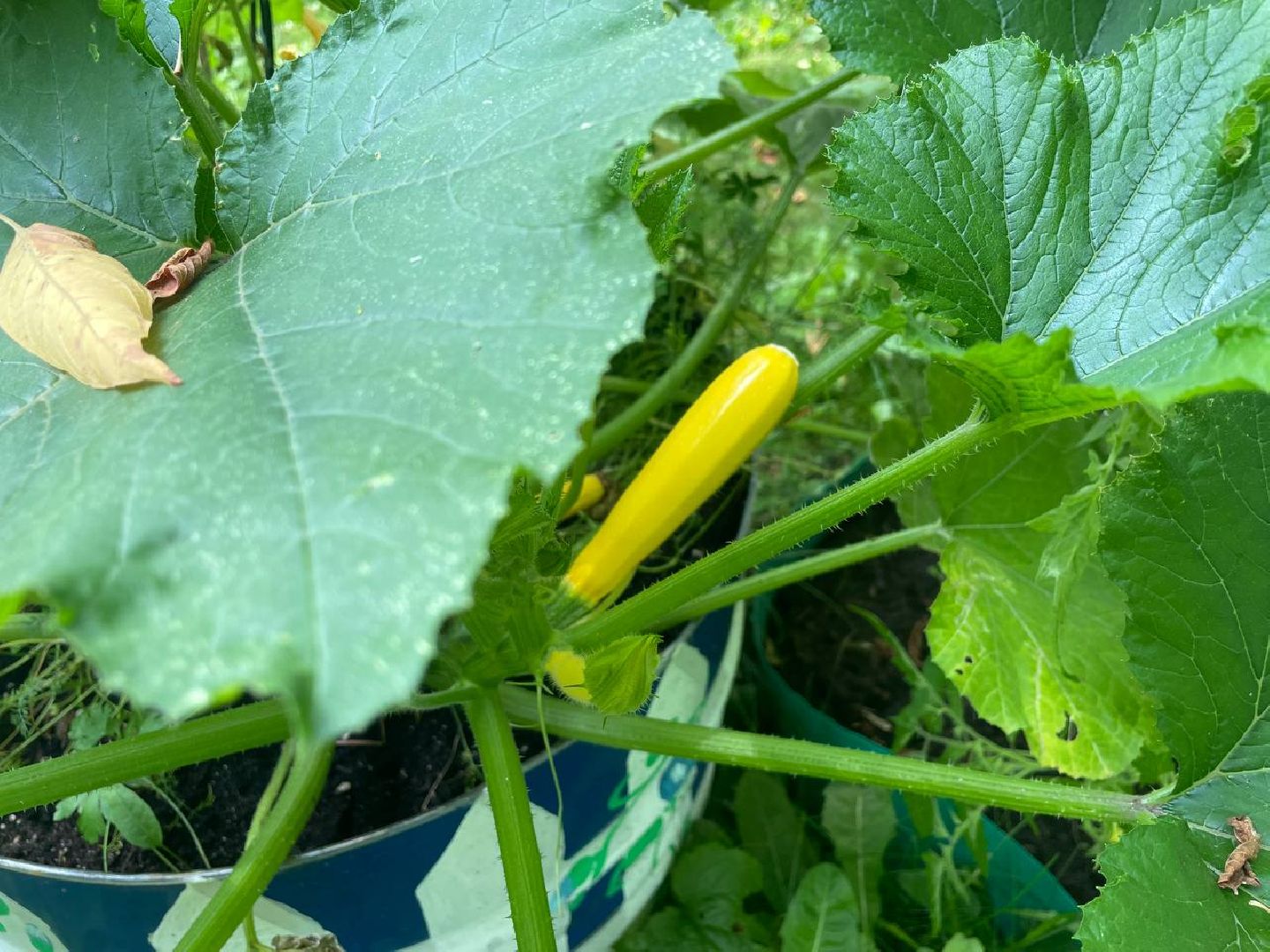 лыткарино, огород, первые плоды