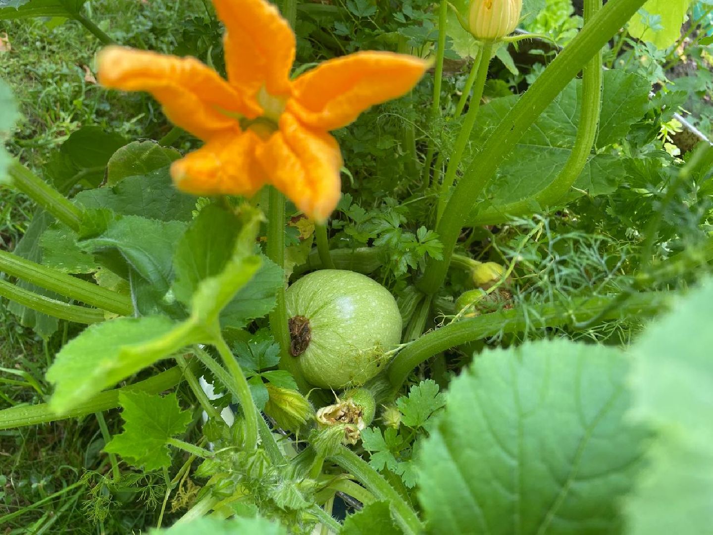 лыткарино, огород, первые плоды