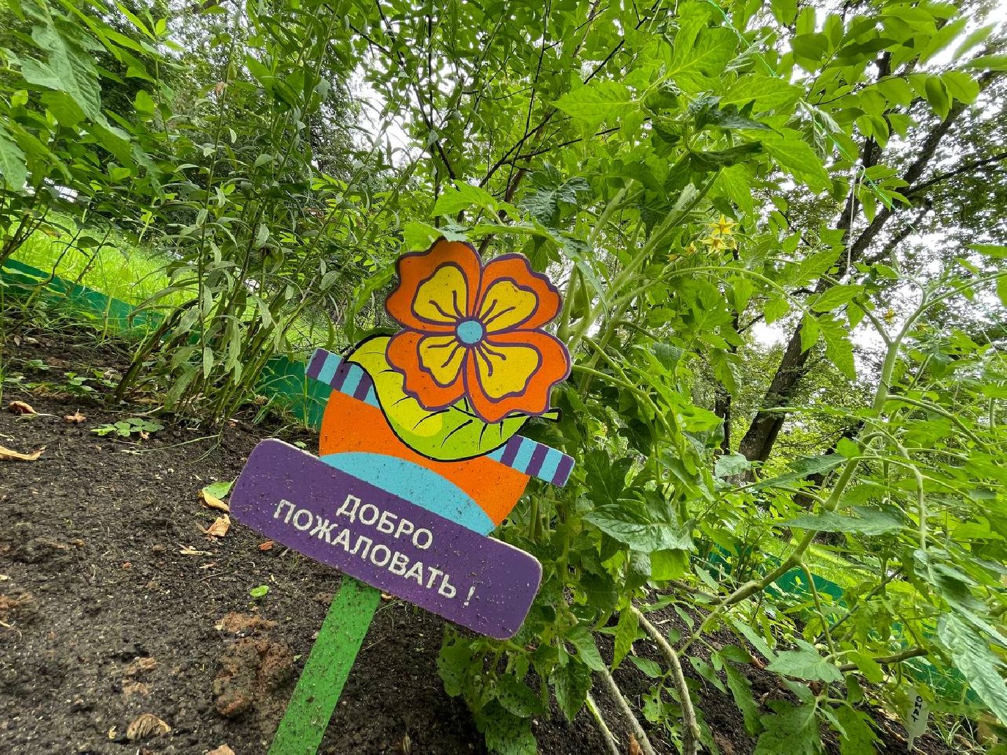 лыткарино, огород, первые плоды