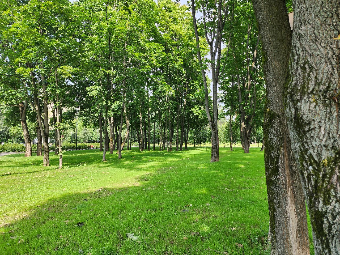 Подольск, благоустройство, газон, обращения жителей