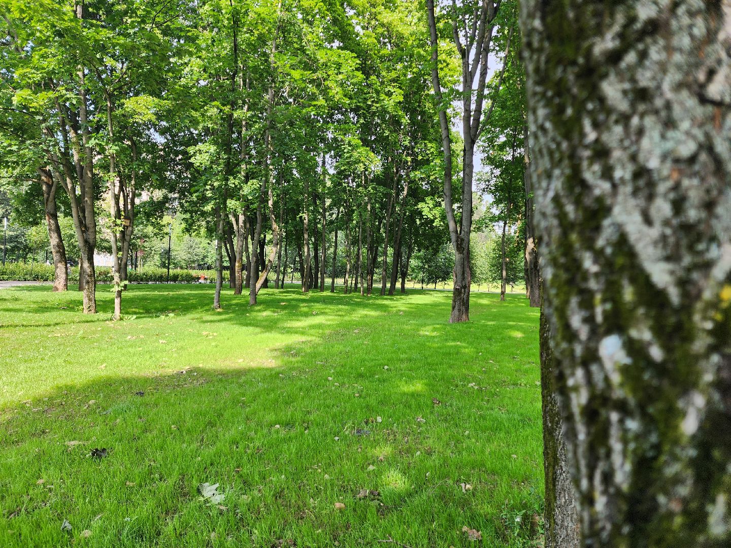 Подольск, благоустройство, газон, обращения жителей