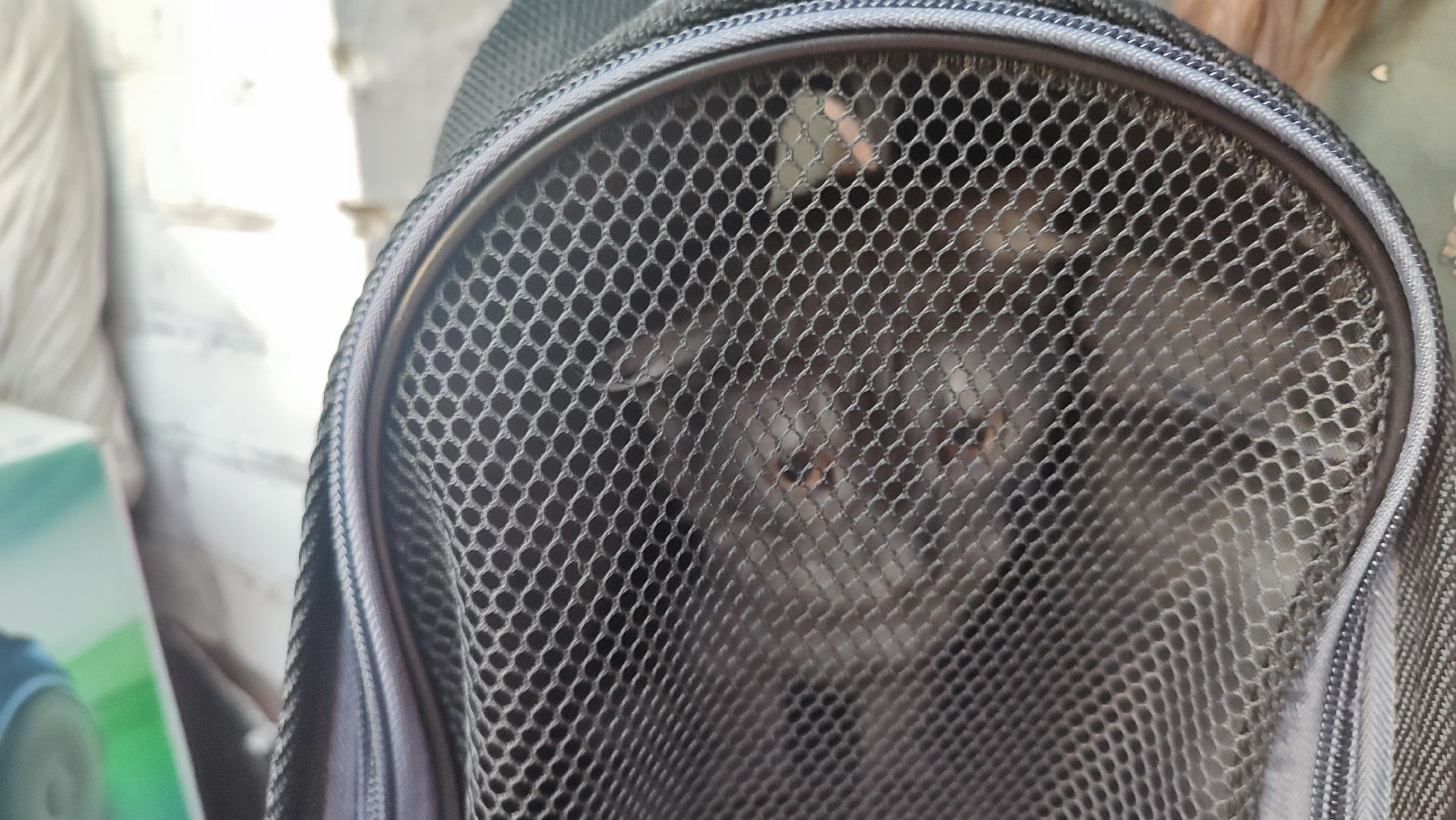 Кашира, собаки, кошки, путешествия, правила, ветеринарный врач