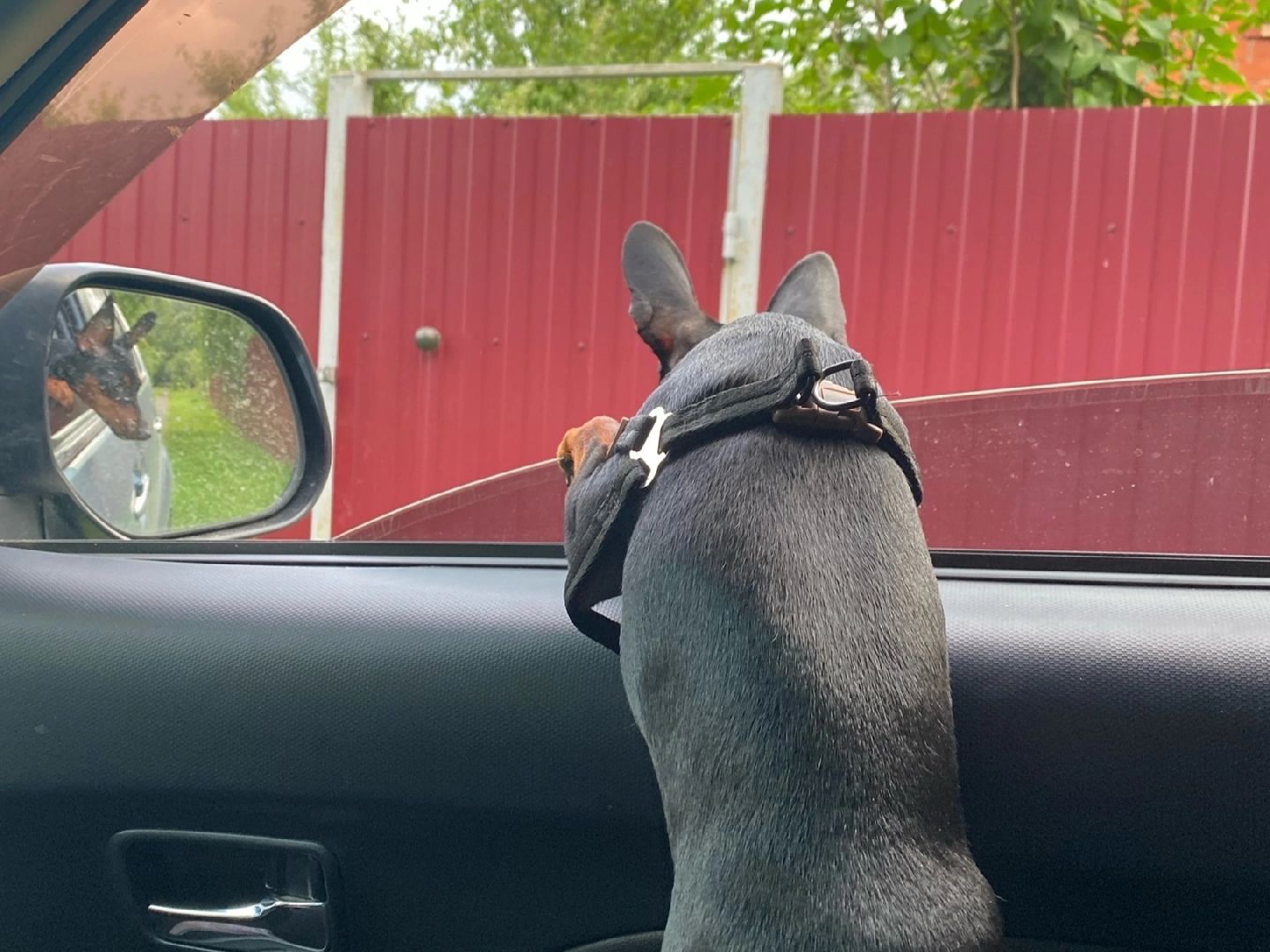 Кашира, собаки, кошки, путешествия, правила, ветеринарный врач