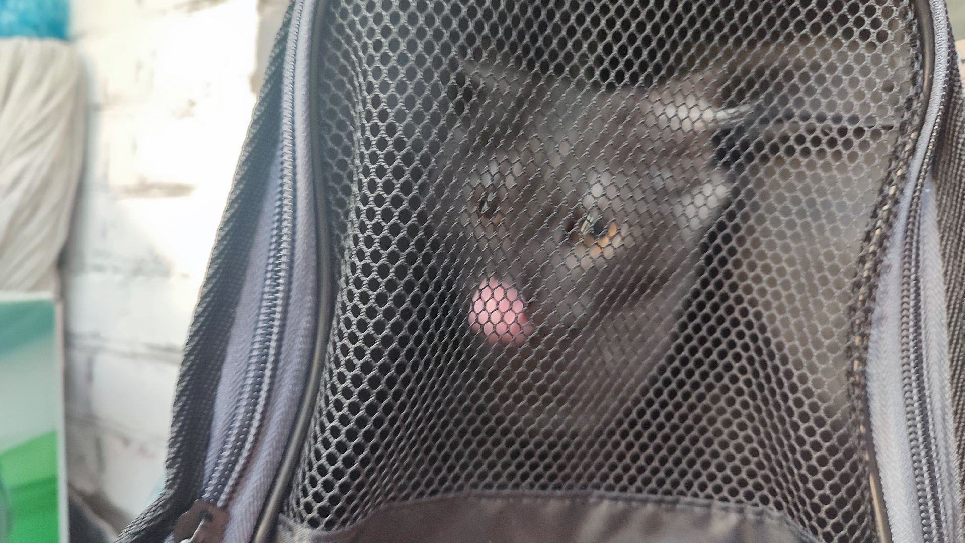 Кашира, собаки, кошки, путешествия, правила, ветеринарный врач