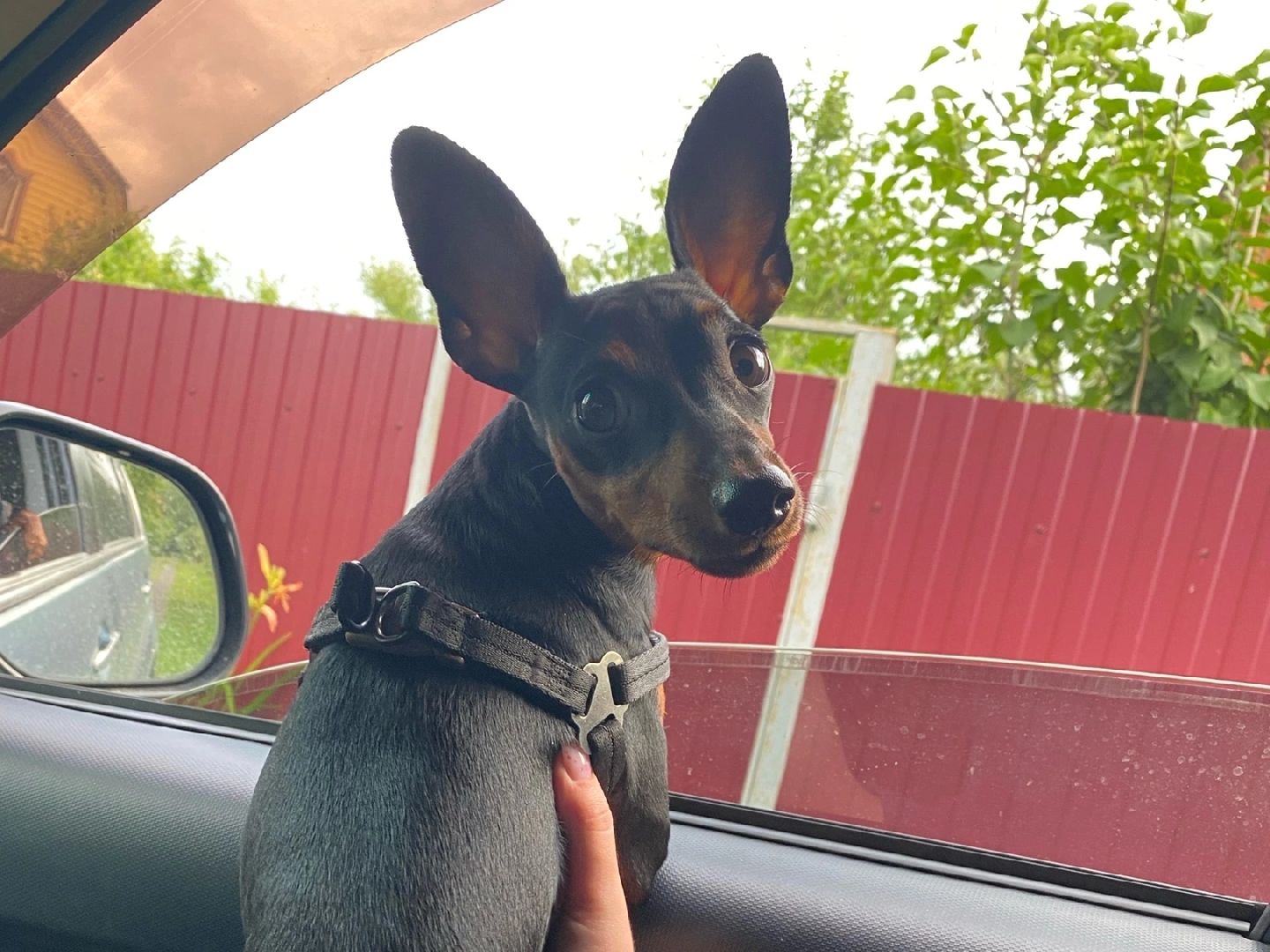 Кашира, собаки, кошки, путешествия, правила, ветеринарный врач