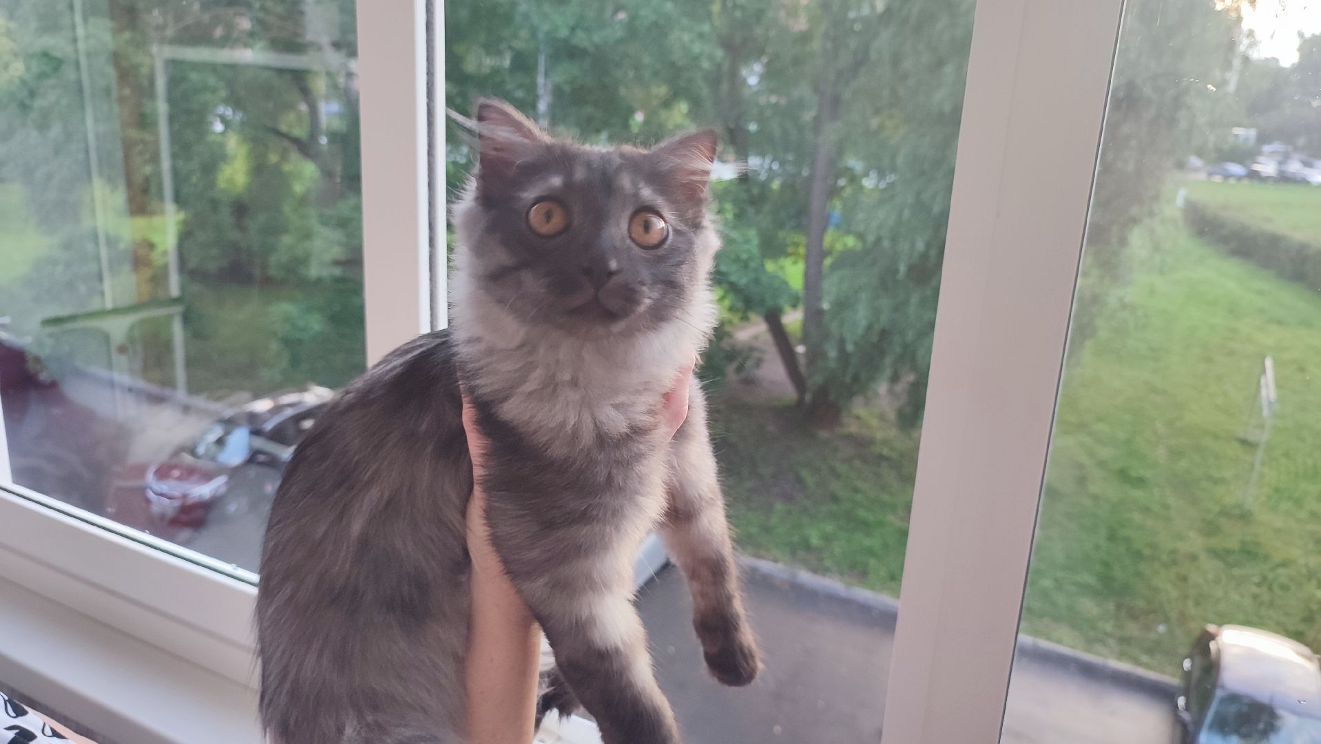 Кашира, собаки, кошки, путешествия, правила, ветеринарный врач