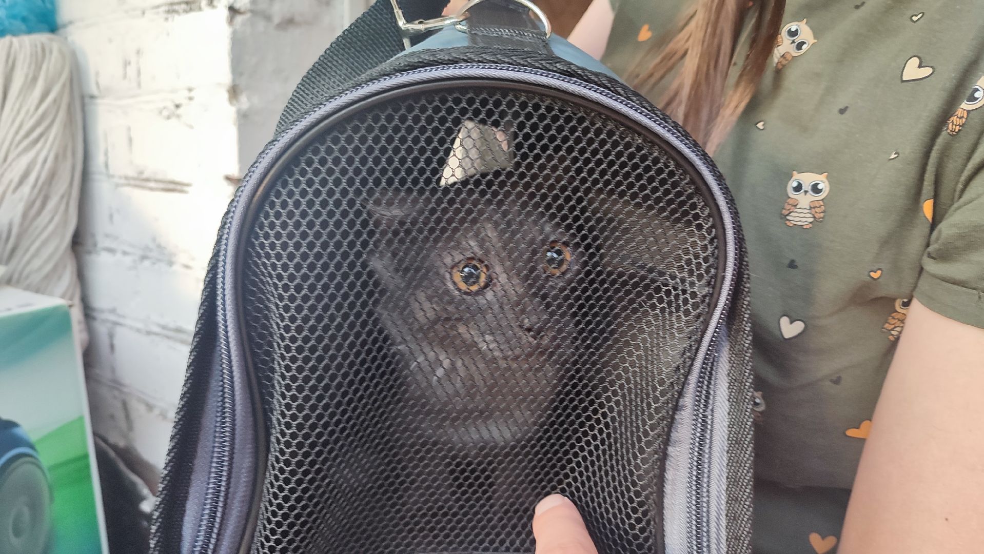 Кашира, собаки, кошки, путешествия, правила, ветеринарный врач