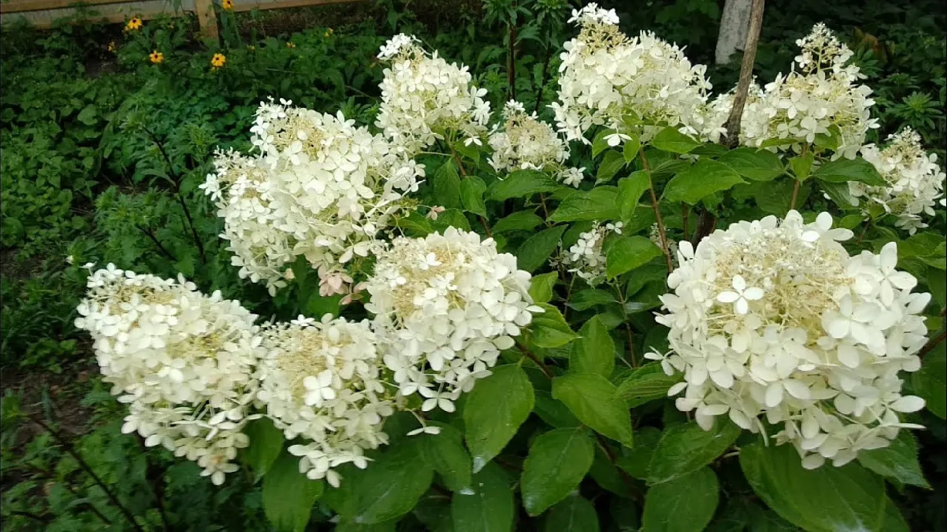 Цветы, парк, туризм, гортензии