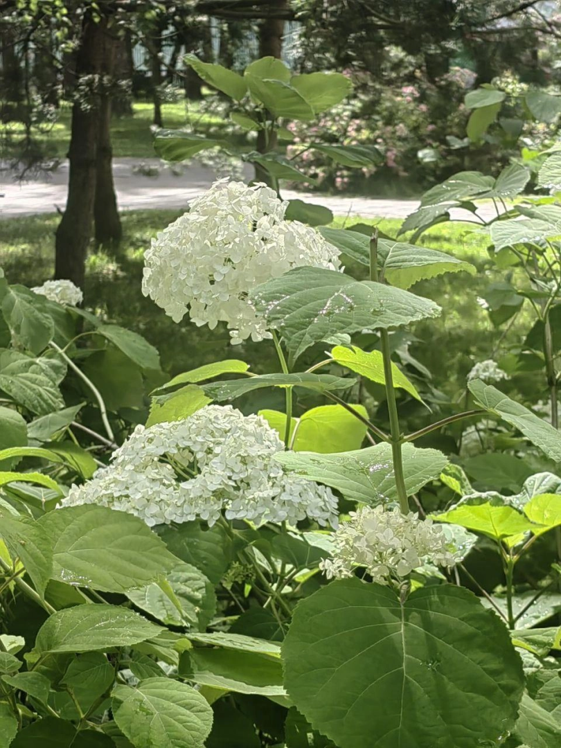 Цветы, парк, туризм, гортензии