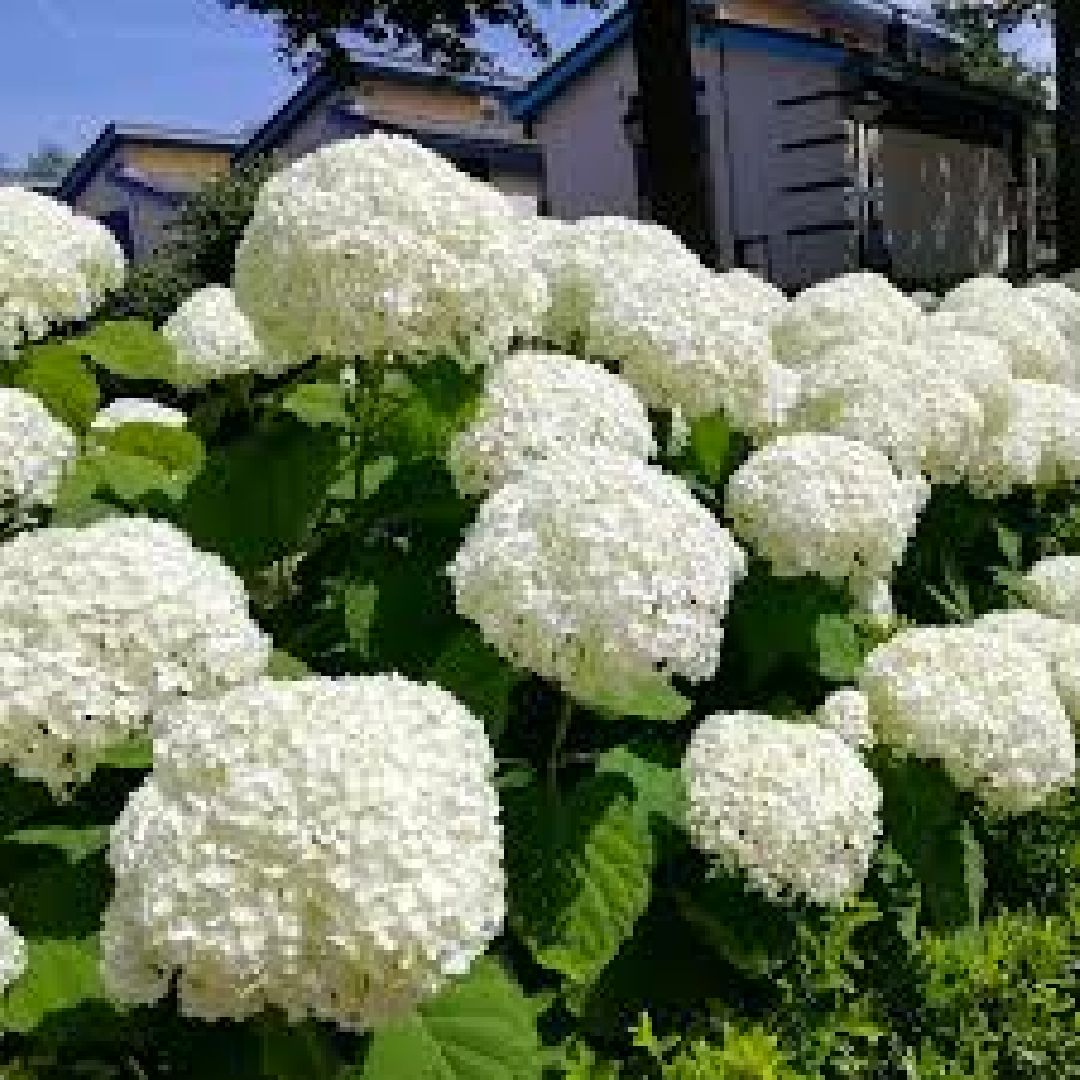 Цветы, парк, туризм, гортензии