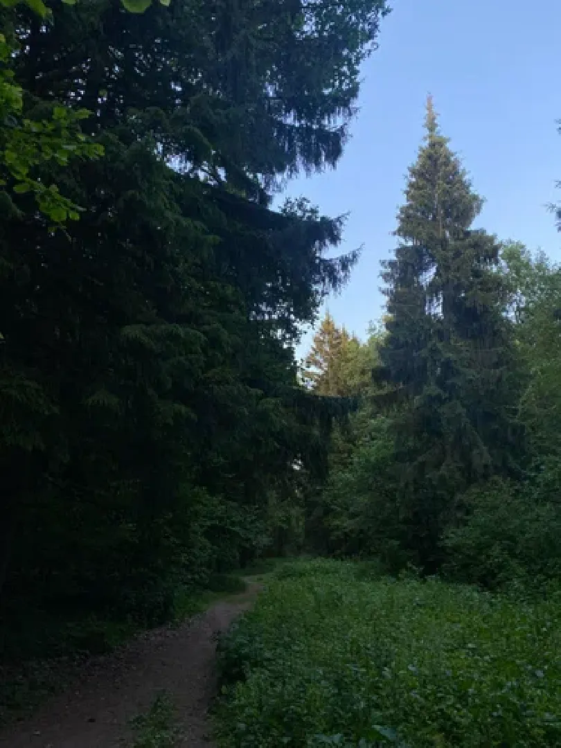 Цветы, парк, туризм, гортензии