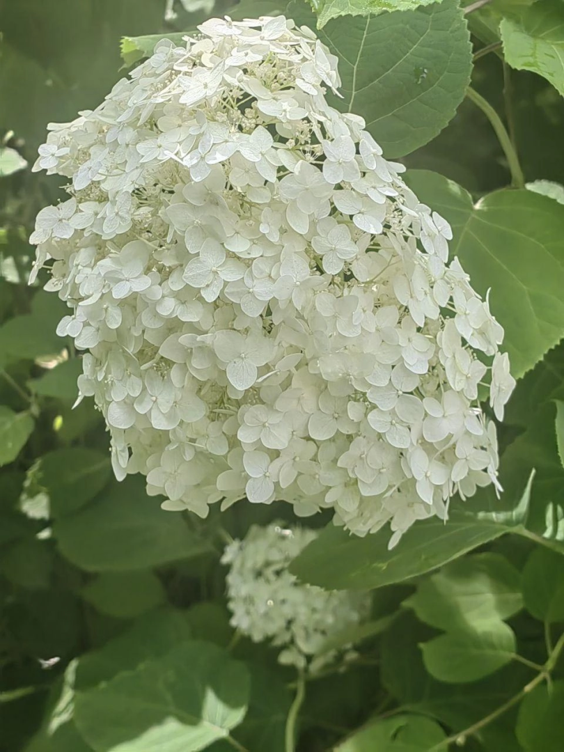 Цветы, парк, туризм, гортензии