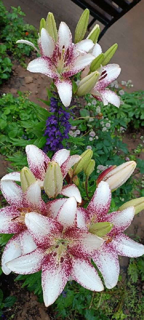 Долгопрудный, цветник, клумба, благоустройство