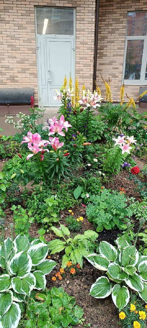 Долгопрудный, цветник, клумба, благоустройство