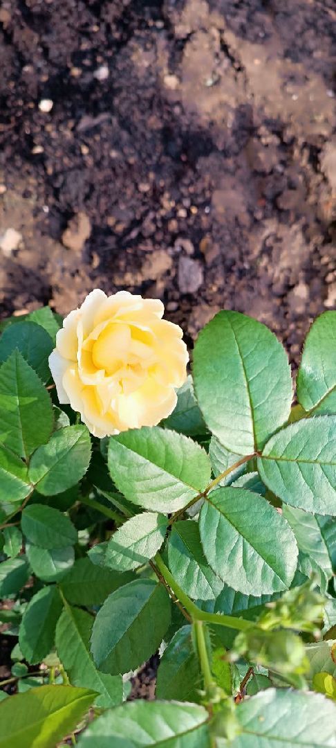 Долгопрудный, цветник, клумба, благоустройство