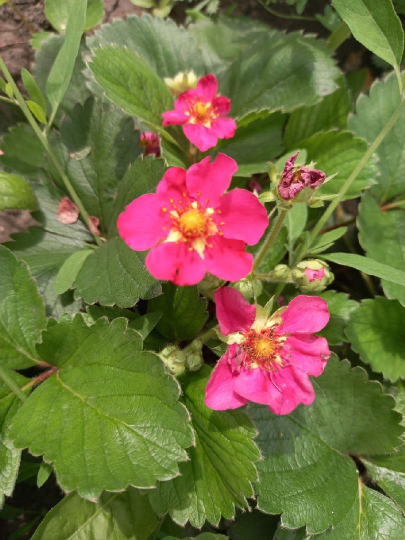 Долгопрудный, цветник, клумба, благоустройство