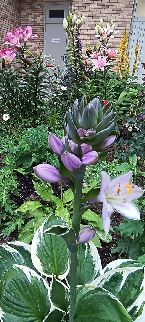 Долгопрудный, цветник, клумба, благоустройство