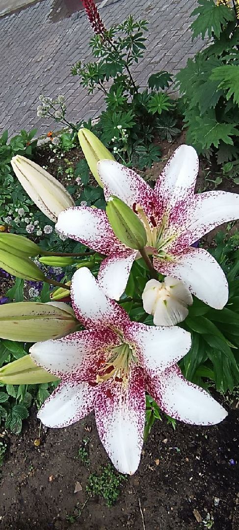 Долгопрудный, цветник, клумба, благоустройство