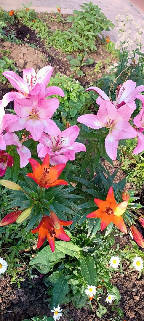 Долгопрудный, цветник, клумба, благоустройство