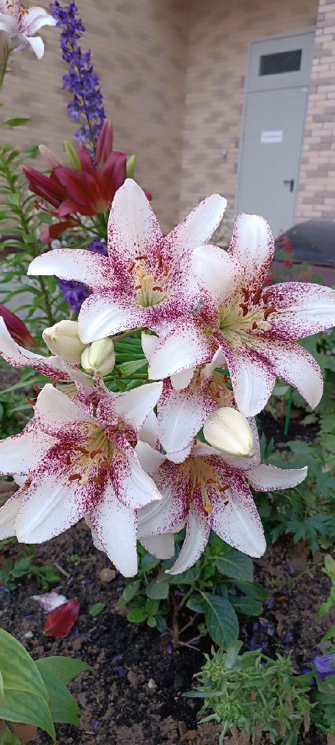 Долгопрудный, цветник, клумба, благоустройство