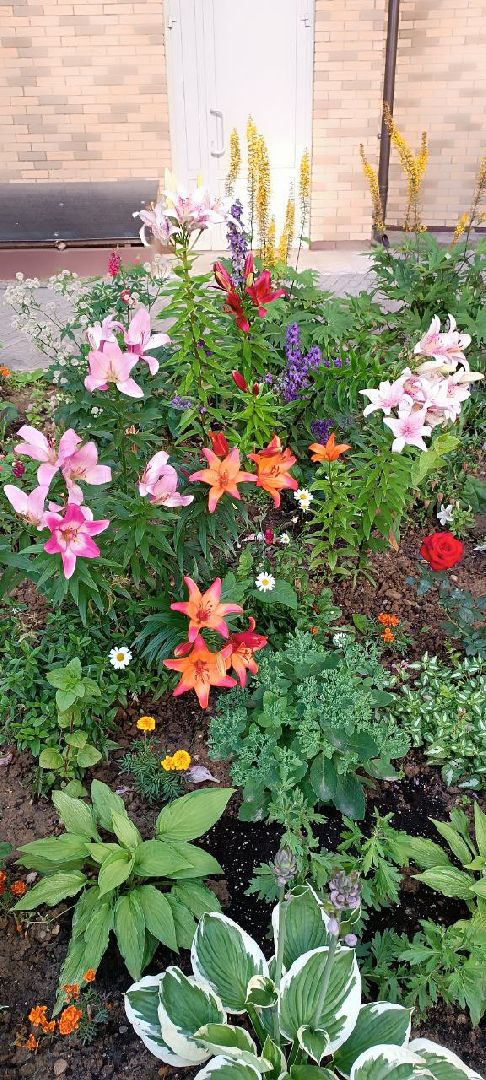 Долгопрудный, цветник, клумба, благоустройство