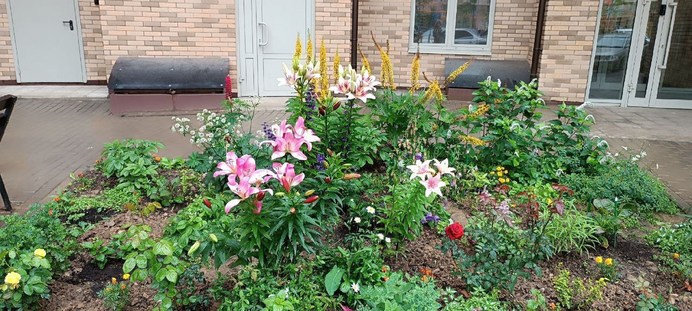 Долгопрудный, цветник, клумба, благоустройство