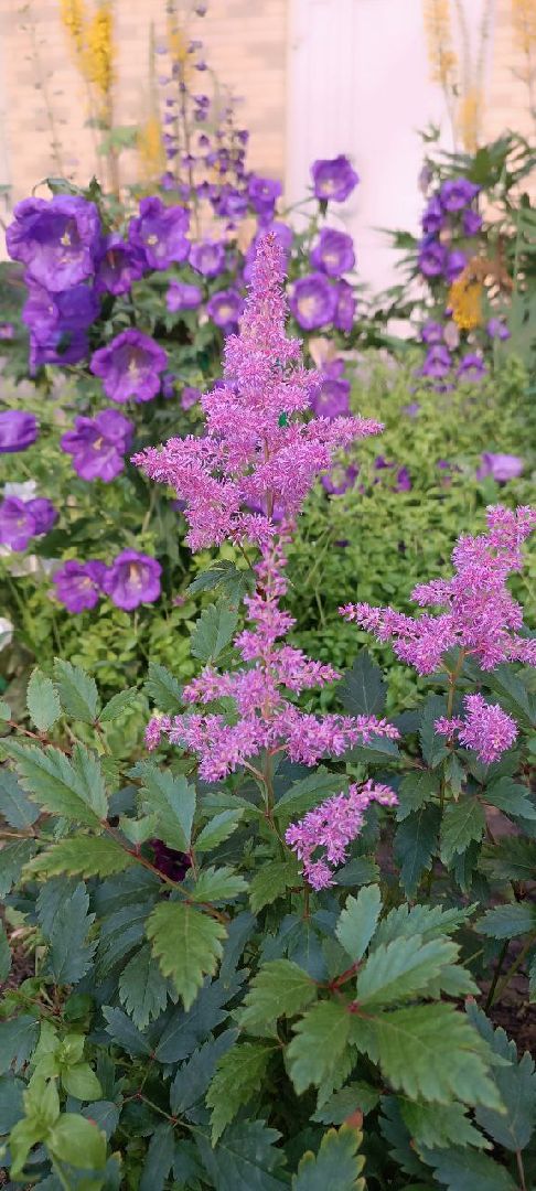 Долгопрудный, цветник, клумба, благоустройство