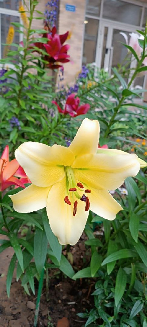 Долгопрудный, цветник, клумба, благоустройство