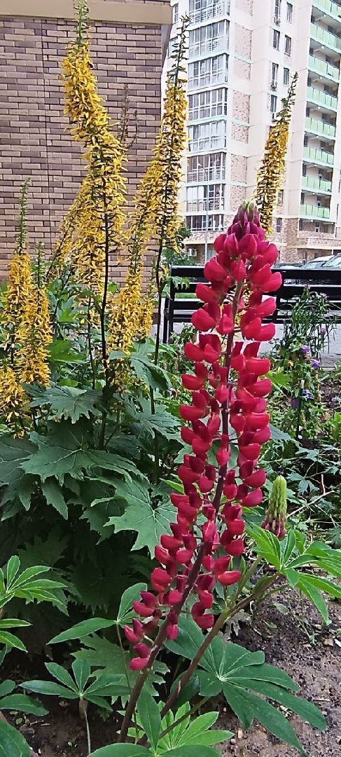 Долгопрудный, цветник, клумба, конкурс, благоустройство