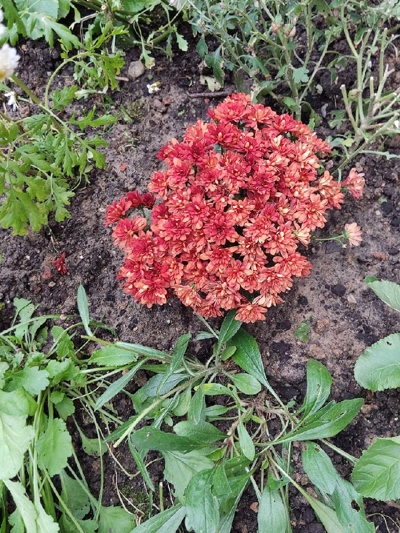 Долгопрудный, цветник, клумба, конкурс, благоустройство