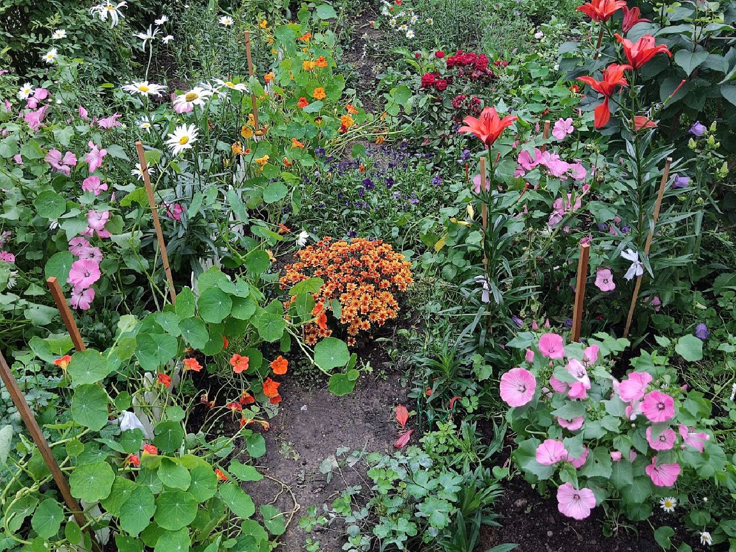 Долгопрудный, цветник, клумба, конкурс, благоустройство